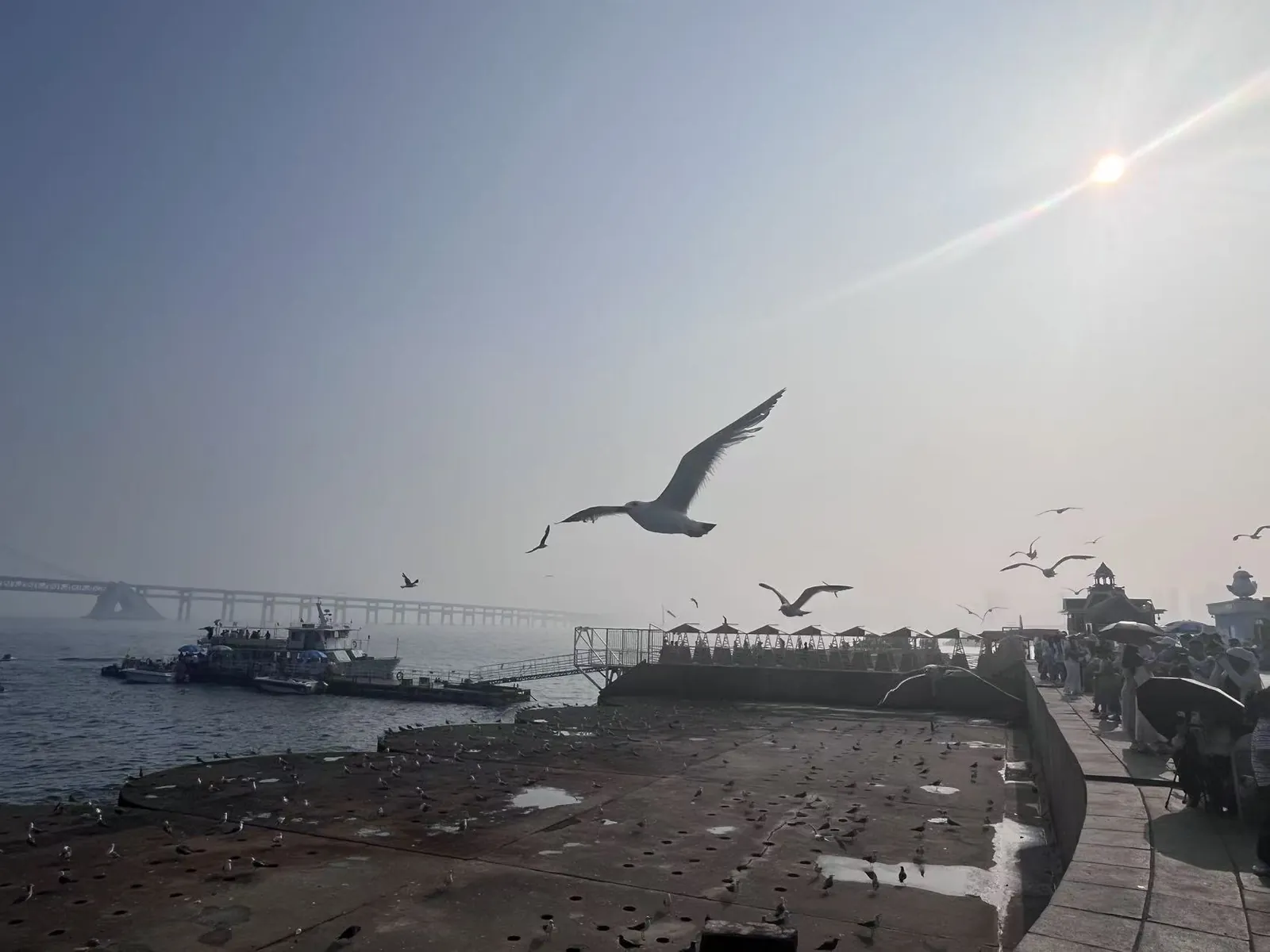 海鸥